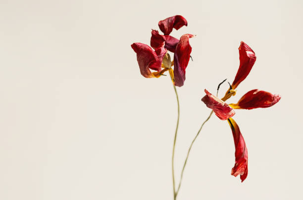 istock Withered tulips. Dried flower arrangement. 2157811842