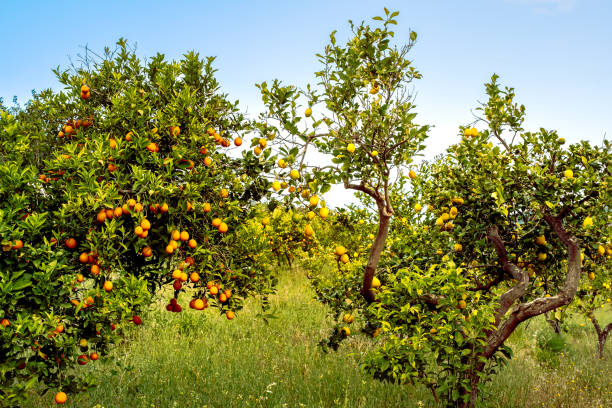 Authentic organic orchard meadow, teeming with lemon and orange trees full of ripe fruits ready for harvest, perfect for showcasing sustainable agriculture and vibrant beauty of mediterranean farming.