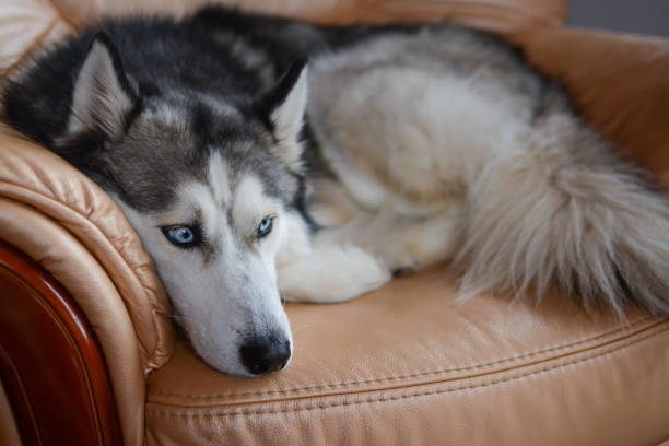 istock Siberian Husky is sleeping on the sofa 2157813140