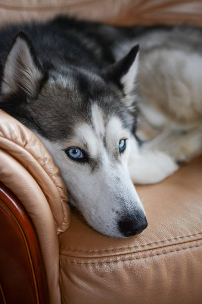 istock Siberian Husky is sleeping on the sofa 2157813148