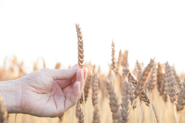 istock a hand holding a stalk of wheat 2157813166