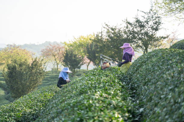 Two female workers are trimming tea trees