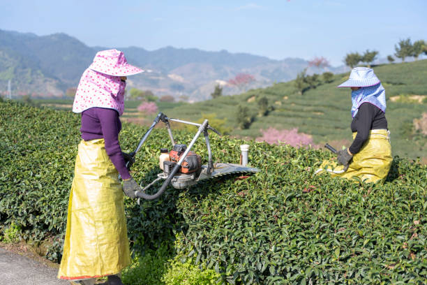 Two female workers are trimming tea trees