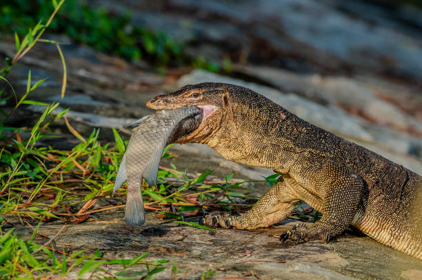 istock Water Monitor Lizard 2157816638