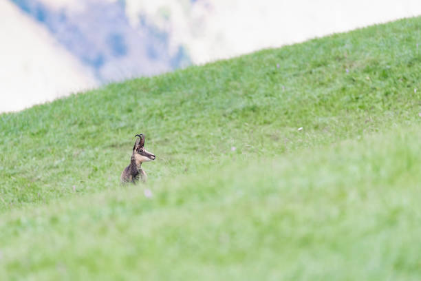 fine art photography in the Alps mountains