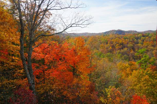 A beautiful autumn scene with large trees full of bright orange and yellow leaves arching over a quiet path. Sunlight shines through the trees, lighting up the colors. Down the hill, a small village is tucked among the trees. Driving on the road make the scene feel calm and peaceful. This shows the beauty of fall in a quiet community.