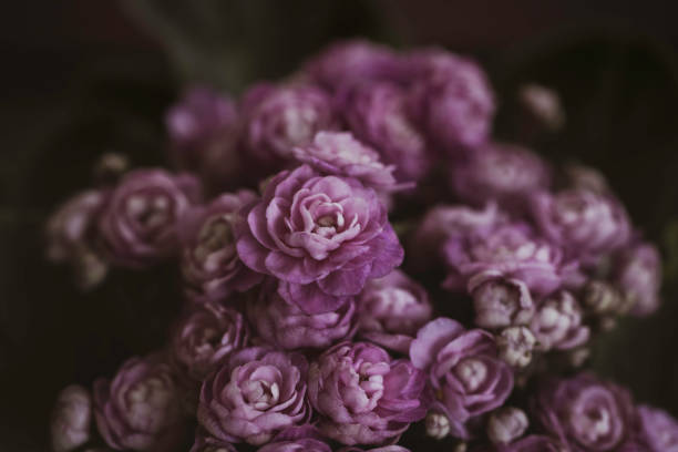 istock Violet flower bouquet 2157819511