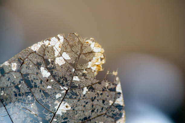istock Close-up skeleton dry leaf vein on dark background 2157819735