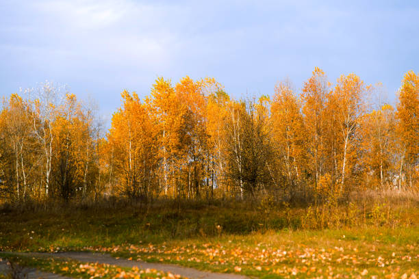 autumn forest on a cloudy day, autumn landscape