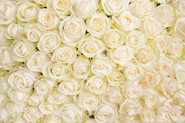 istock Background from beautiful bouquet of roses 2157820875