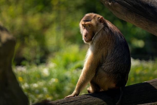 istock Monkey sitting on a log in a natural habitat with a blurred green background. 2157821336