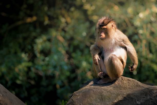 istock Monkey sitting on a rock in a natural forest environment with sunlight filtering through the trees. 2157821338