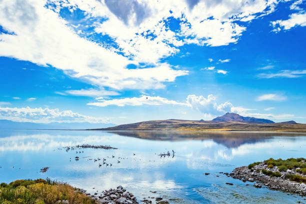 White pelicans graze on the lake. The lake surface reflects the cloudy sky. Great Salt Lake. Utah. Antelope Island.