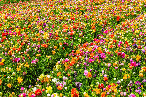 istock Mgnificent bright floral carpet 2157821577