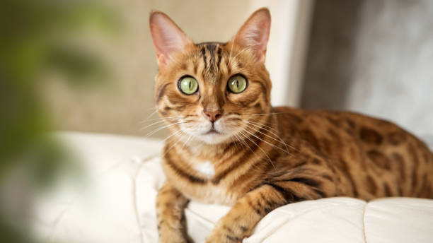 istock A red Bengal cat lies on the bed at home. 2157825021