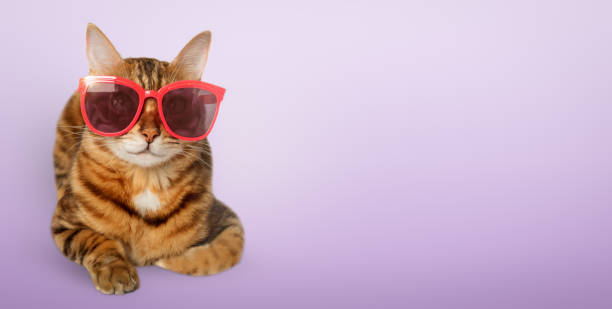 istock Glamorous bengal cat wearing red sunglasses 2157825352