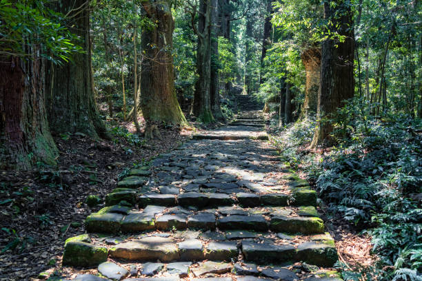 istock Cobblestone path through the forest of ancient cedars in Japan. 2157825602