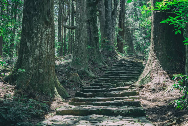 istock Cobblestone path through the forest of ancient cedars in Japan. 2157825603