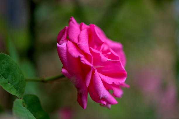 A deep pink scented rose in full bloom, a side view in the summers sunshine