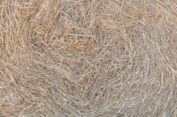 dry straw hay as background, top view