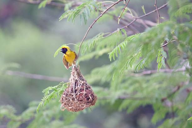 istock Southern weaver bird building nest 2157828489