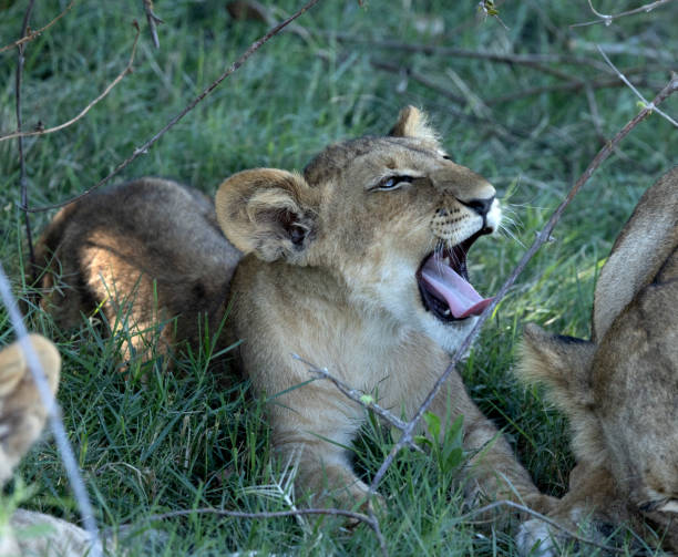 This young male lion roars and snarls as show his sharp teeth show to other lions that he is formidable.