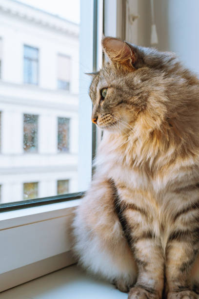 istock portrait pet big gray cat 2157830234