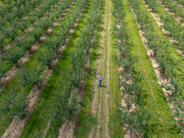 istock Small business agriculture, plum plantation 2157830359