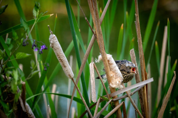 Young bird chirping to get some food