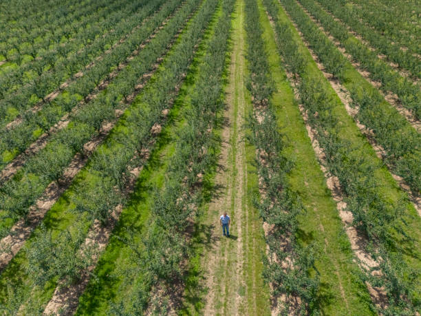 istock Small business agriculture, plum plantation 2157833088