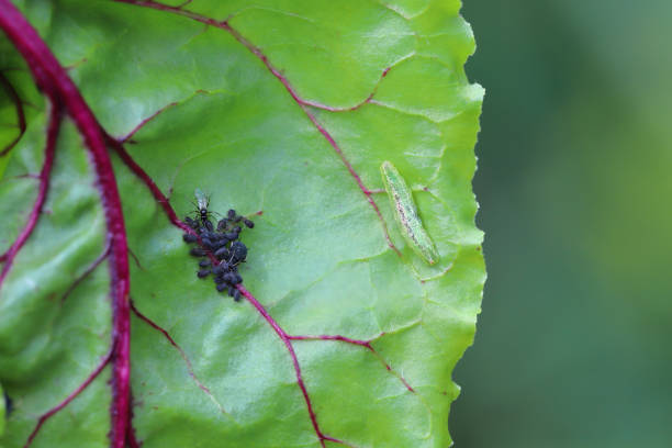 Aphids in the wild, North China