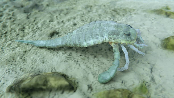 istock Eurypterus remipes on a Silurian Seafloor 2157837900