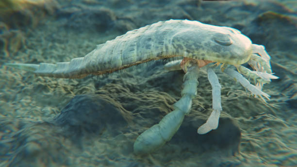 istock Eurypterus remipes on a Silurian Seafloor 2157838793