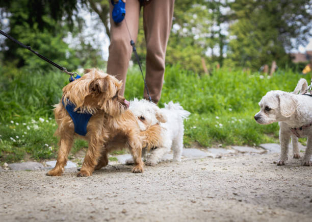 istock Walking dogs on a leash with people in the park. 2157840917