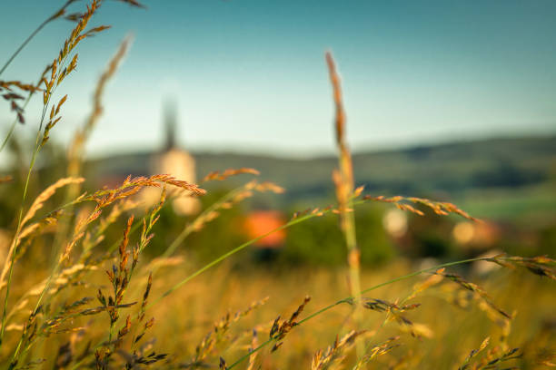 Color fresh meadow and field with sunset and nice summer flowers