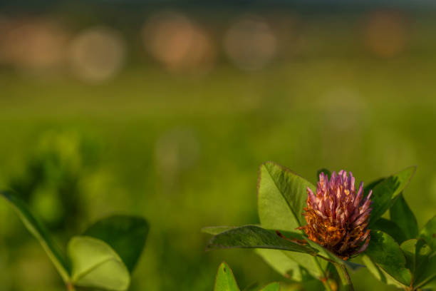 Color fresh meadow and field with sunset and nice summer flowers