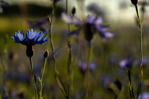 Blue cornflower in color field and meadow in summer fresh sunny evening