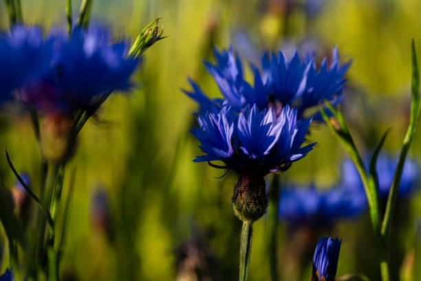 Blue cornflower in color field and meadow in summer fresh sunny evening