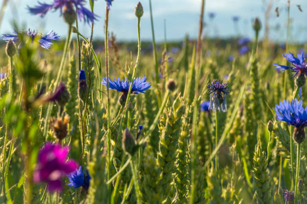 Blue cornflower in color field and meadow in summer fresh sunny evening