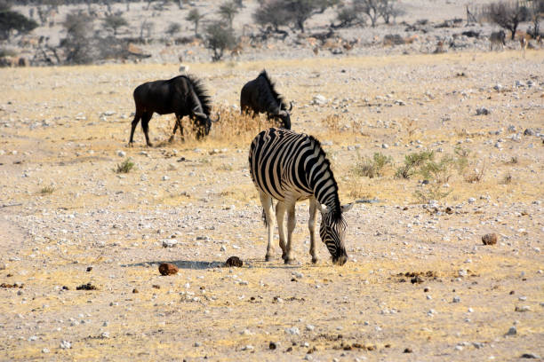 In the foreground, a zebra eats grass on the ground. Behind her are two wildebeests. Animals in the natural environment in the reserve. Kenya, Africa
