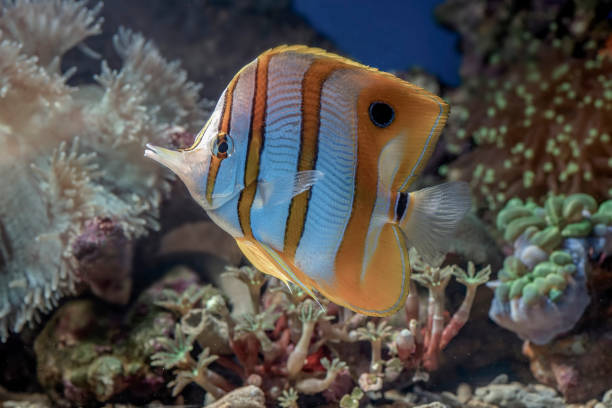 istock Marine fishes with beautiful corals 2157842261