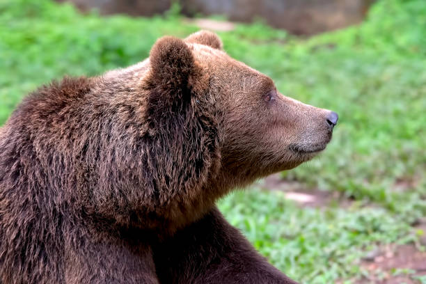 Brown bear laying on the ground.