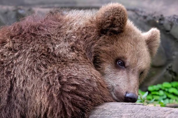 Brown bear laying on the ground.
