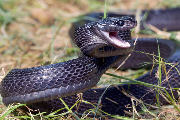 istock Big black boiga snake attack aggressively 2157842384