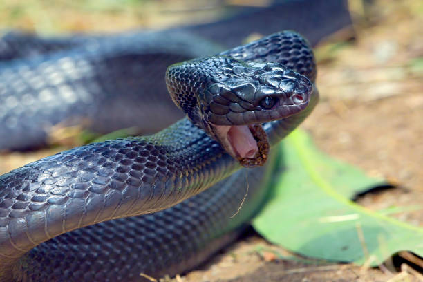 istock Big black boiga snake attack aggressively 2157842390