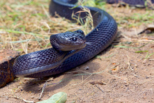 istock Big black boiga snake attack aggressively 2157842391