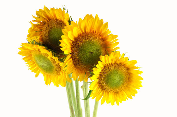 istock bunch of sunflower isolated on white background 2157843488