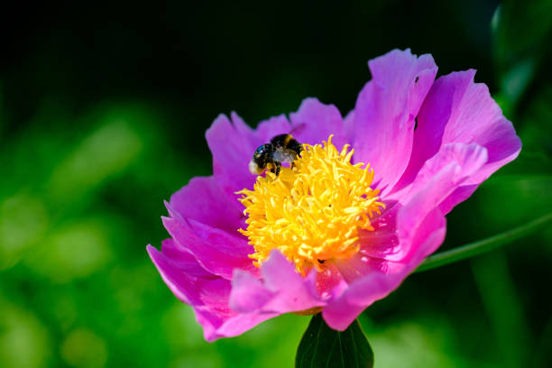 blooming peony flower closeup on a green blurred background with bokeh and a bee collecting nectar