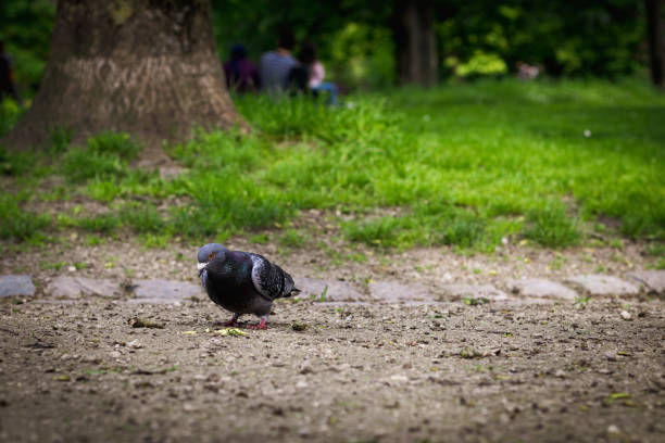 Portrait of one beautiful rock pigeon standing on the left next to scattered chips on the ground in a park on a summer day with copy space on the right, close-up side view.