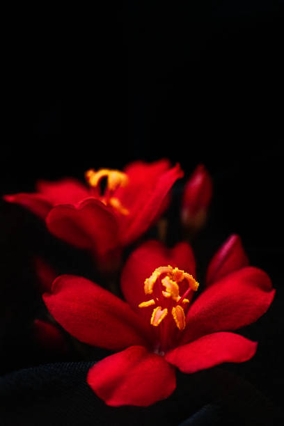 This captivating photograph captures the radiant beauty of red blossoms against a dark background. The vibrant red petals and golden-yellow centers stand out dramatically, drawing the eye to their intricate details and delicate structure. The play of light and shadow highlights the flowers’ vivid colors, creating a striking contrast that emphasizes their natural elegance. The image evokes a sense of mystery and enchantment, showcasing the flowers as if they were glowing in the dark. It's a perfect blend of vibrant life and serene darkness.
